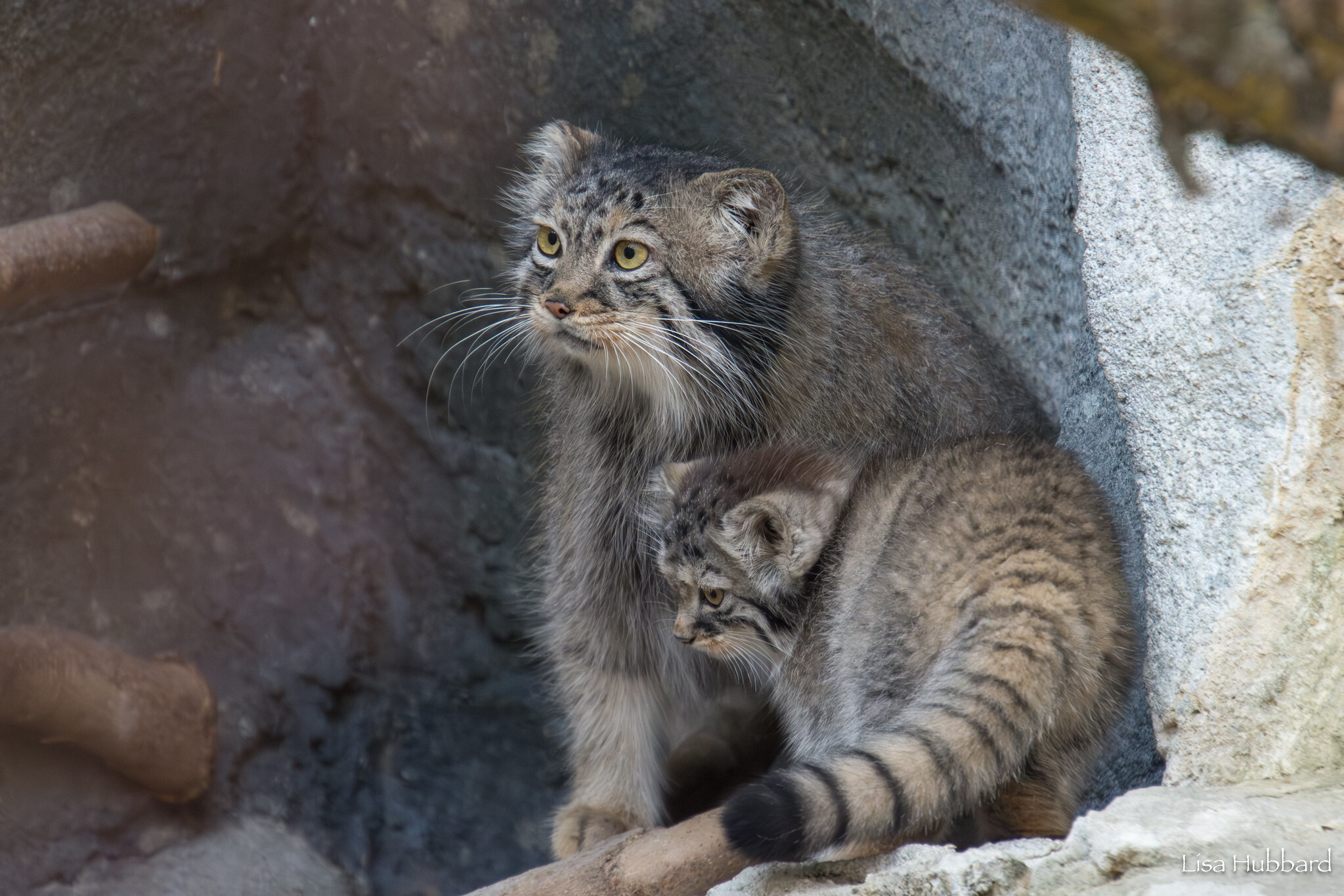 Mama Tiina's kids - Wild animals, Predatory animals, Pallas' cat, Cat family, Small cats, The photo, Young, Zoo, Longpost