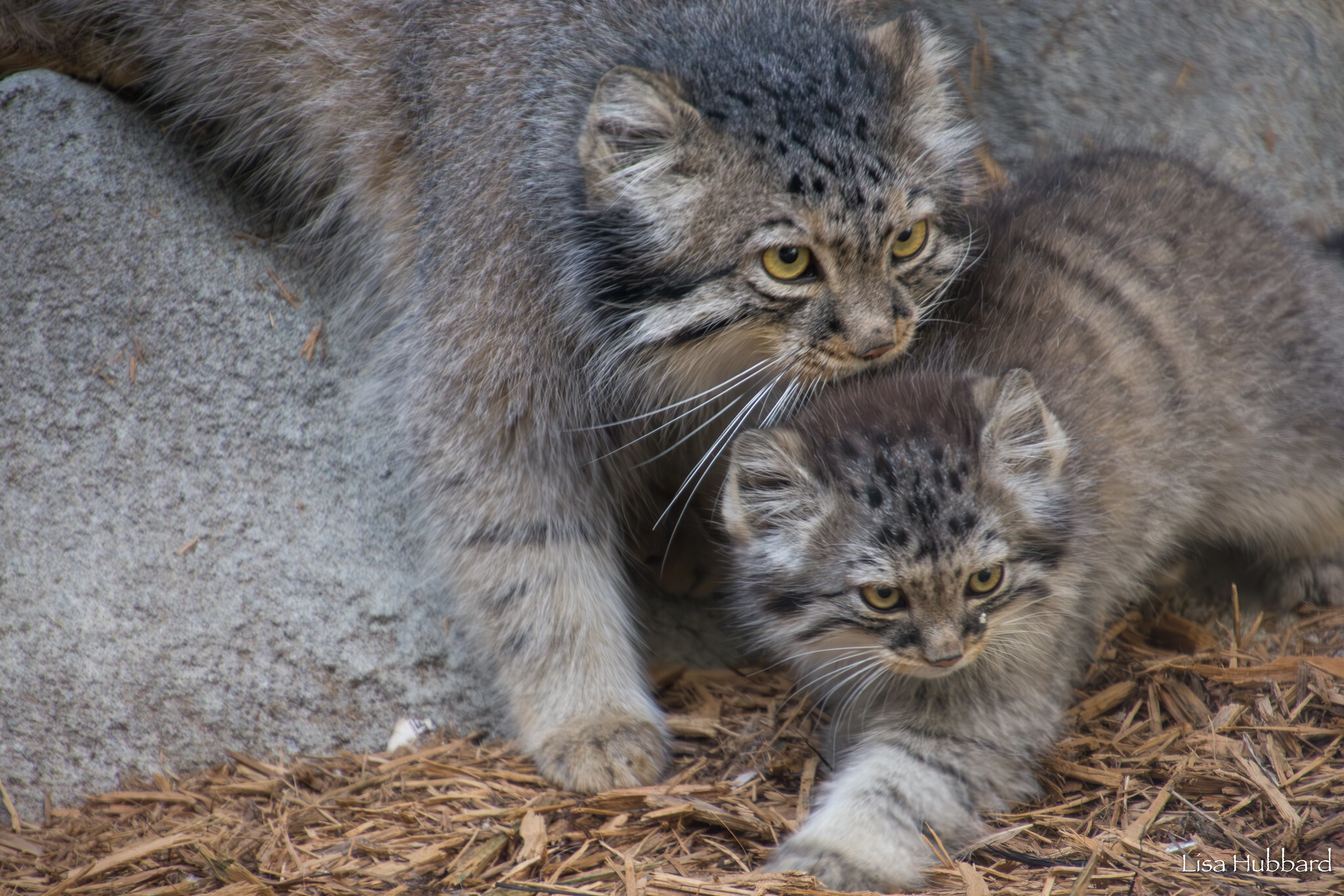 Mama Tiina's kids - Wild animals, Predatory animals, Pallas' cat, Cat family, Small cats, The photo, Young, Zoo, Longpost