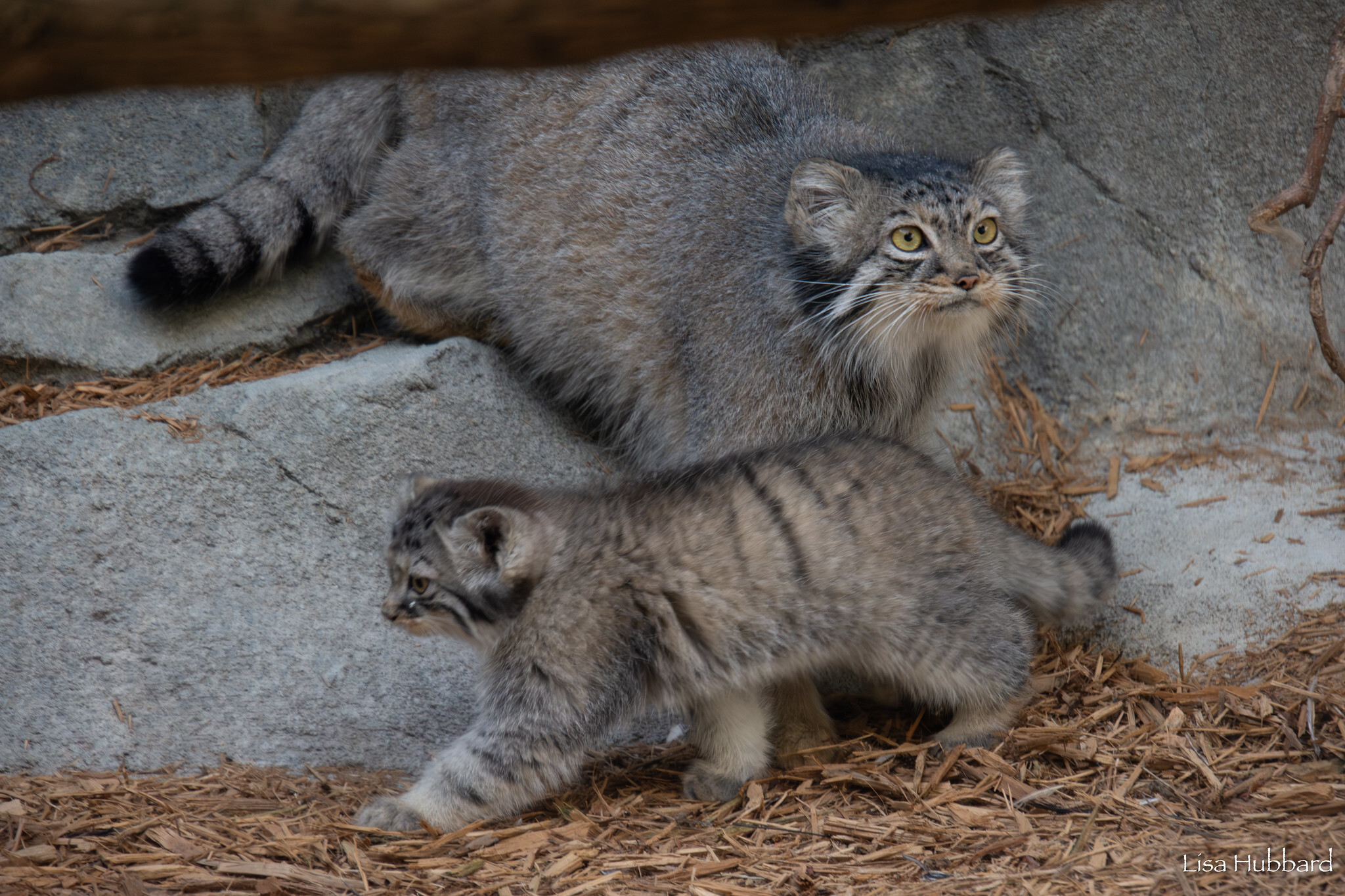 Mama Tiina's kids - Wild animals, Predatory animals, Pallas' cat, Cat family, Small cats, The photo, Young, Zoo, Longpost