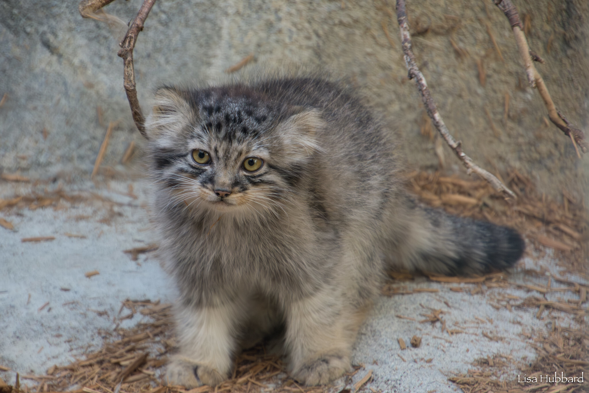 Mama Tiina's kids - Wild animals, Predatory animals, Pallas' cat, Cat family, Small cats, The photo, Young, Zoo, Longpost