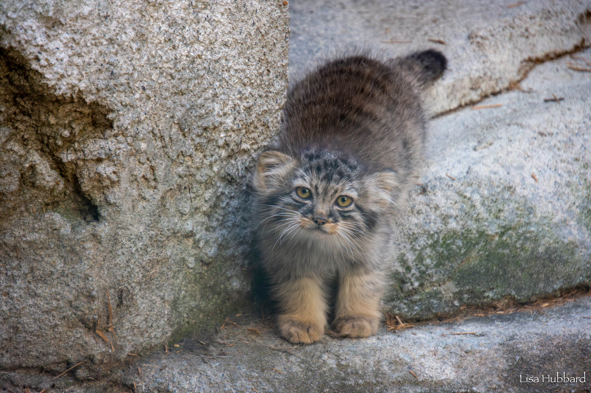 Mama Tiina's kids - Wild animals, Predatory animals, Pallas' cat, Cat family, Small cats, The photo, Young, Zoo, Longpost