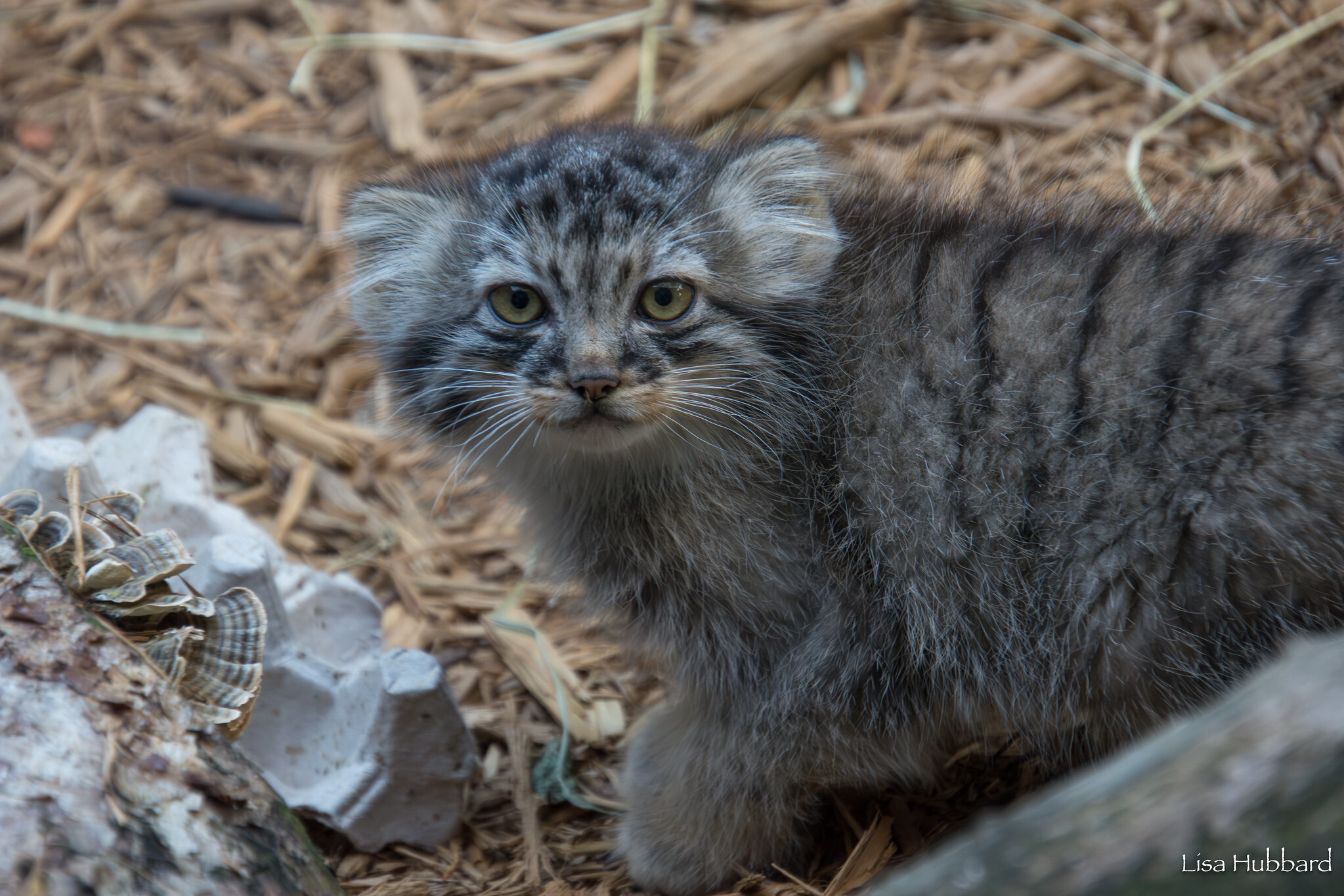 Mama Tiina's kids - Wild animals, Predatory animals, Pallas' cat, Cat family, Small cats, The photo, Young, Zoo, Longpost