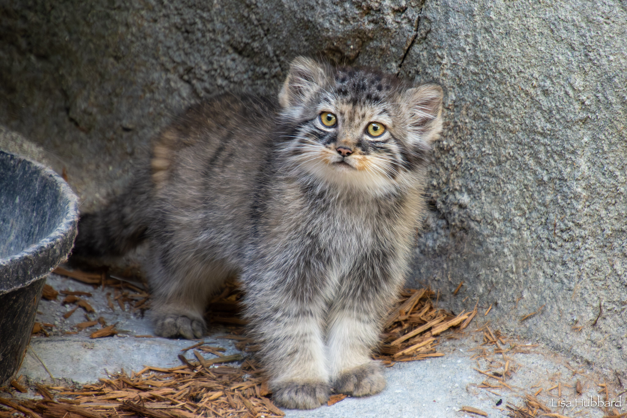 Mama Tiina's kids - Wild animals, Predatory animals, Pallas' cat, Cat family, Small cats, The photo, Young, Zoo, Longpost