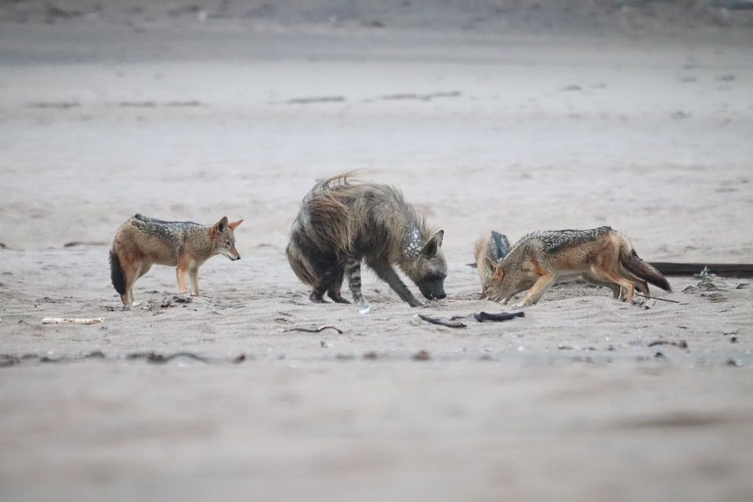 Competitors - Brown hyena, Hyena, Jackal, Canines, Predatory animals, Wild animals, wildlife, Namib Desert, South Africa, The photo