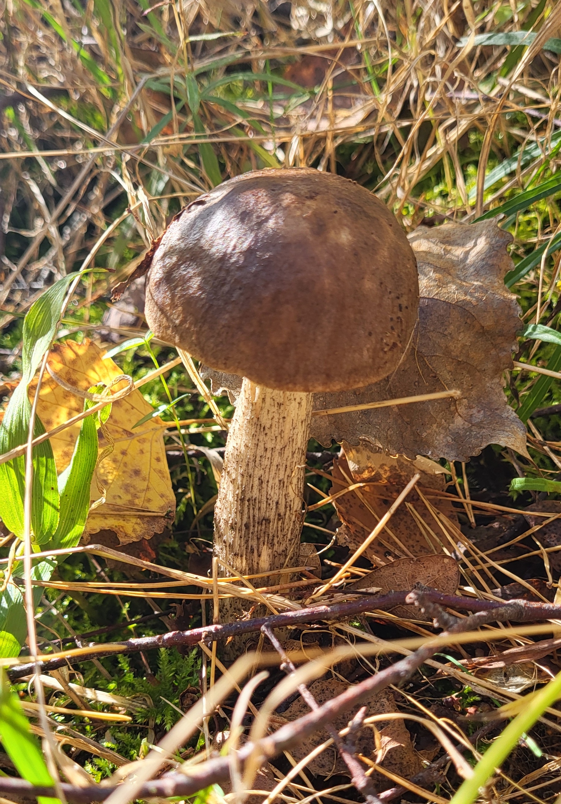 Mushroom season 2024 - My, Silent hunt, Mushrooms, Mushroom pickers, Autumn, Longpost, Germany, Saxony-Anhalt