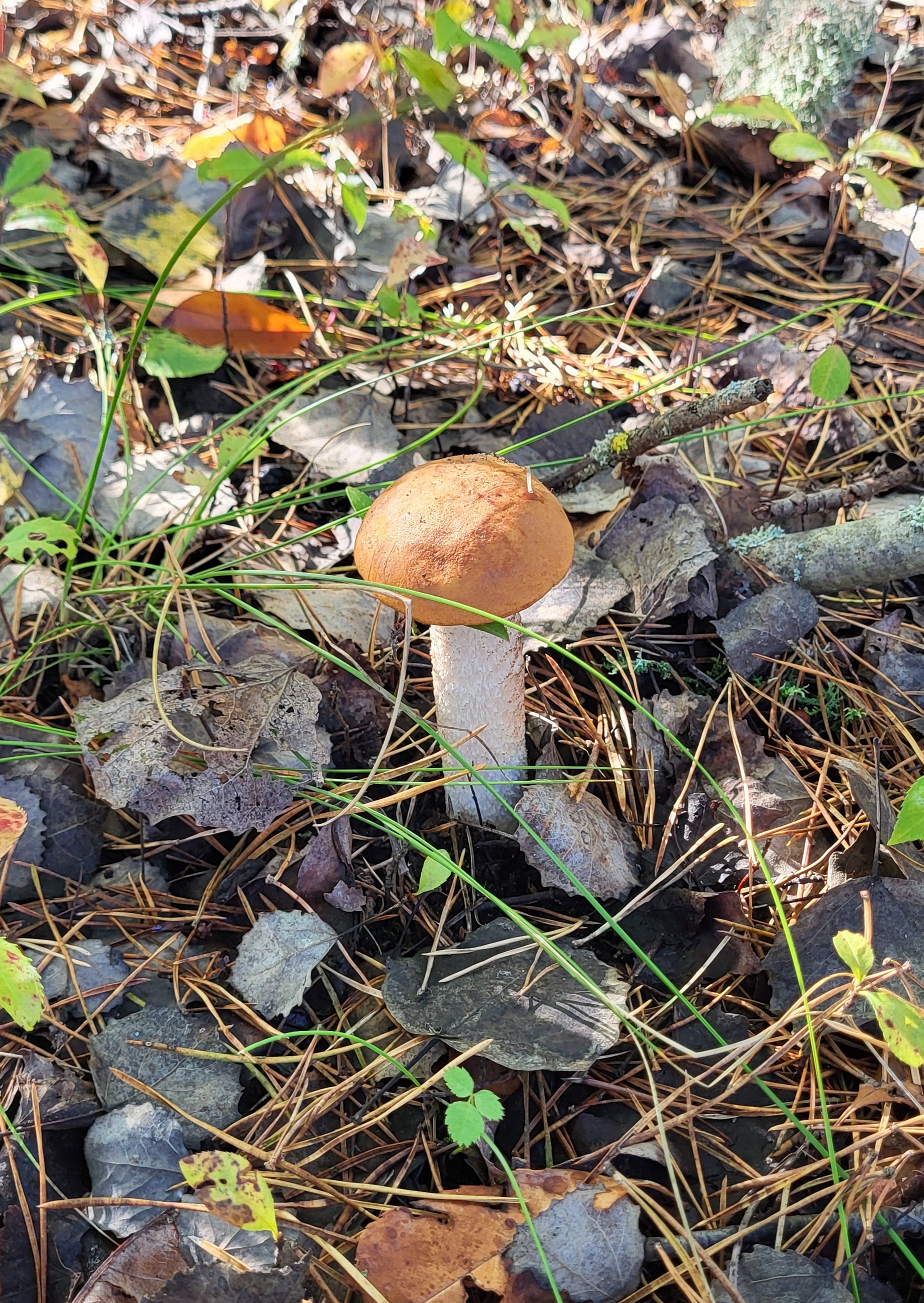 Mushroom season 2024 - My, Silent hunt, Mushrooms, Mushroom pickers, Autumn, Longpost, Germany, Saxony-Anhalt