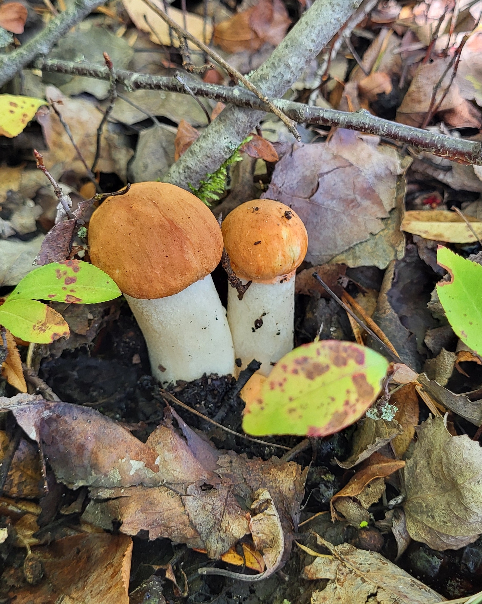 Mushroom season 2024 - My, Silent hunt, Mushrooms, Mushroom pickers, Autumn, Longpost, Germany, Saxony-Anhalt