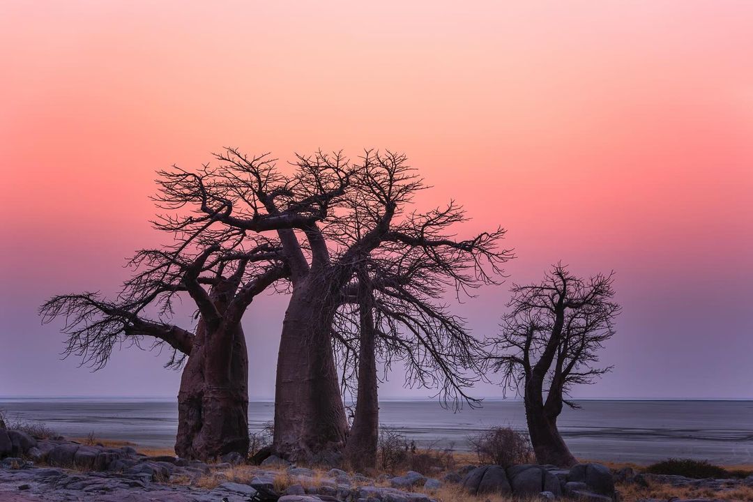 Baobabs - Baobab, Tree, Plants, wildlife, Botswana, South Africa, The photo, Longpost