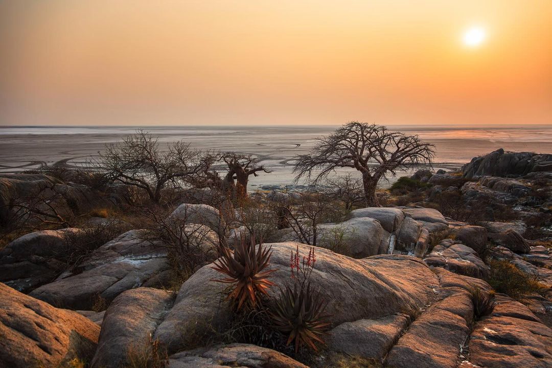 Baobabs - Baobab, Tree, Plants, wildlife, Botswana, South Africa, The photo, Longpost