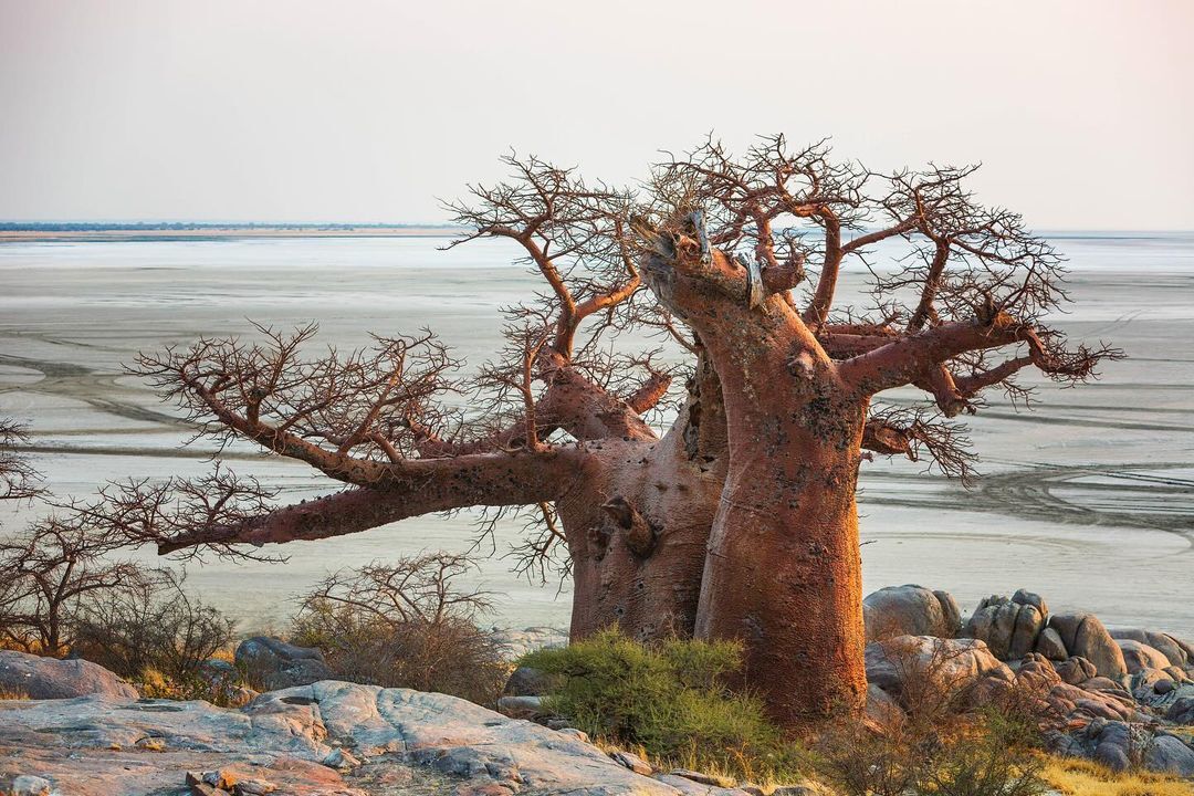 Baobabs - Baobab, Tree, Plants, wildlife, Botswana, South Africa, The photo, Longpost