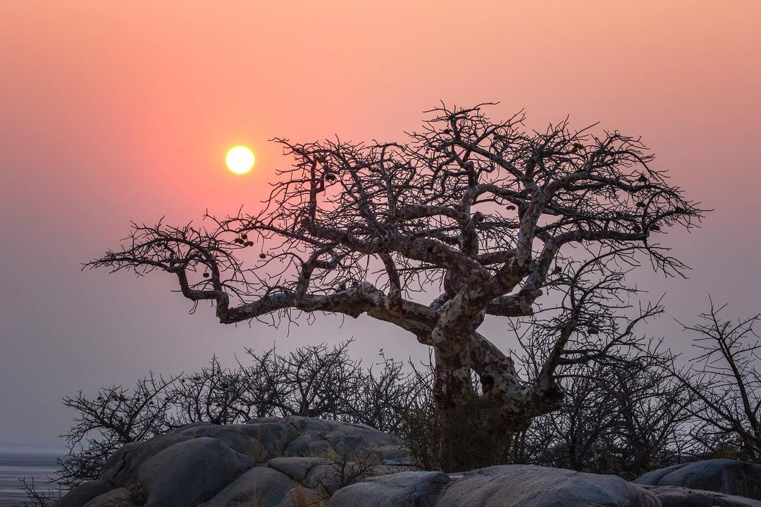 Baobabs - Baobab, Tree, Plants, wildlife, Botswana, South Africa, The photo, Longpost