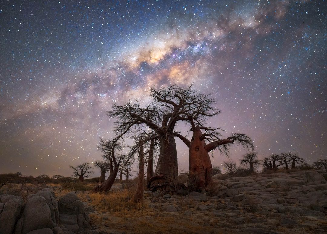 Baobabs - Baobab, Tree, Plants, wildlife, Botswana, South Africa, The photo, Longpost