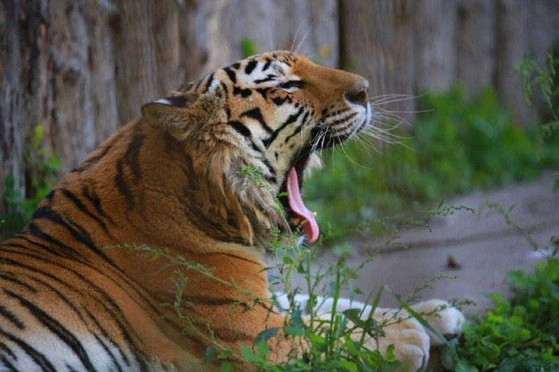 Today is the Day of the Amur Tiger, a living symbol of the Far Eastern taiga - Tiger Day, The photo, Amur tiger, Khabarovsk region, Tiger, Predatory animals, Wild animals, Big cats, Cat family, Telegram (link)