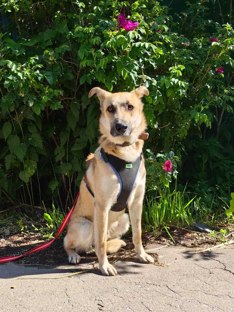 Kind and affectionate guy Pushok as a gift - In good hands, Overexposure, Shelter, Homeless animals, Volunteering, Dog, Moscow, No rating, Moscow region, Charity, Kindness, Longpost