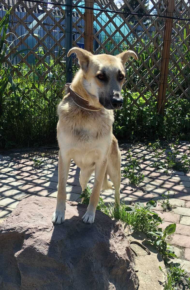 Kind and affectionate guy Pushok as a gift - In good hands, Overexposure, Shelter, Homeless animals, Volunteering, Dog, Moscow, No rating, Moscow region, Charity, Kindness, Longpost