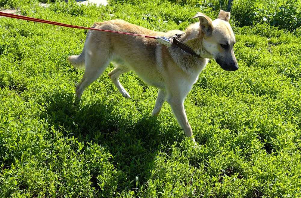 Kind and affectionate guy Pushok as a gift - In good hands, Overexposure, Shelter, Homeless animals, Volunteering, Dog, Moscow, No rating, Moscow region, Charity, Kindness, Longpost