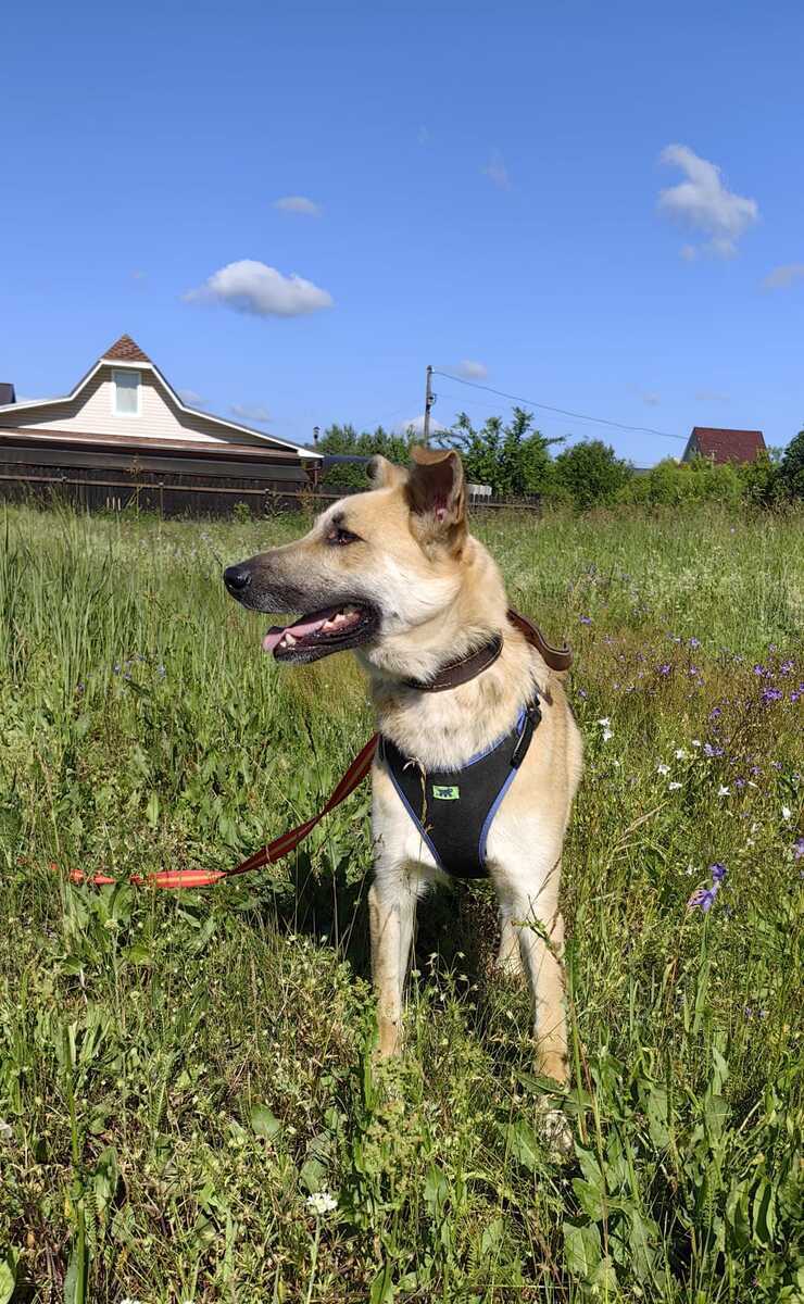 Kind and affectionate guy Pushok as a gift - In good hands, Overexposure, Shelter, Homeless animals, Volunteering, Dog, Moscow, No rating, Moscow region, Charity, Kindness, Longpost