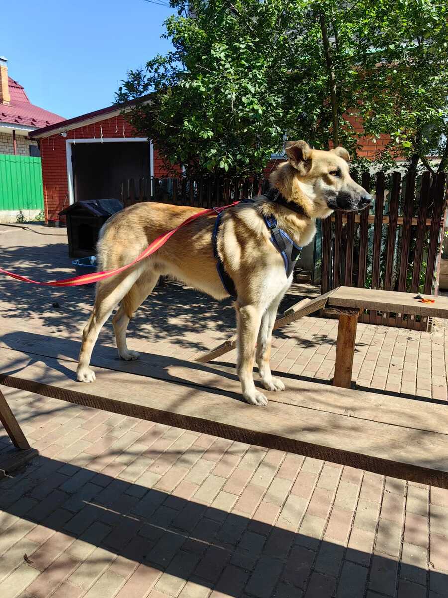 Kind and affectionate guy Pushok as a gift - In good hands, Overexposure, Shelter, Homeless animals, Volunteering, Dog, Moscow, No rating, Moscow region, Charity, Kindness, Longpost