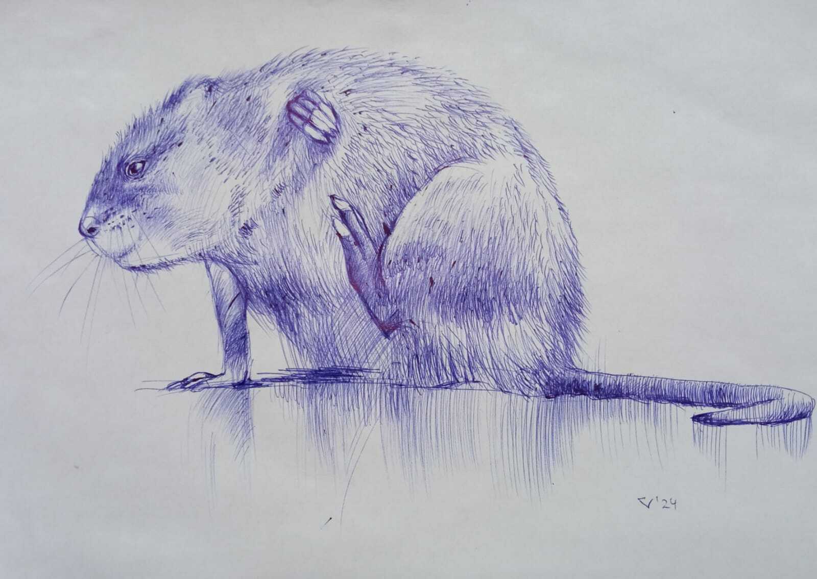 Sketch - My, Drawing, Graphics, Creation, Sketch, Pen drawing, Sketch, Muskrat, Animals, Animalistics