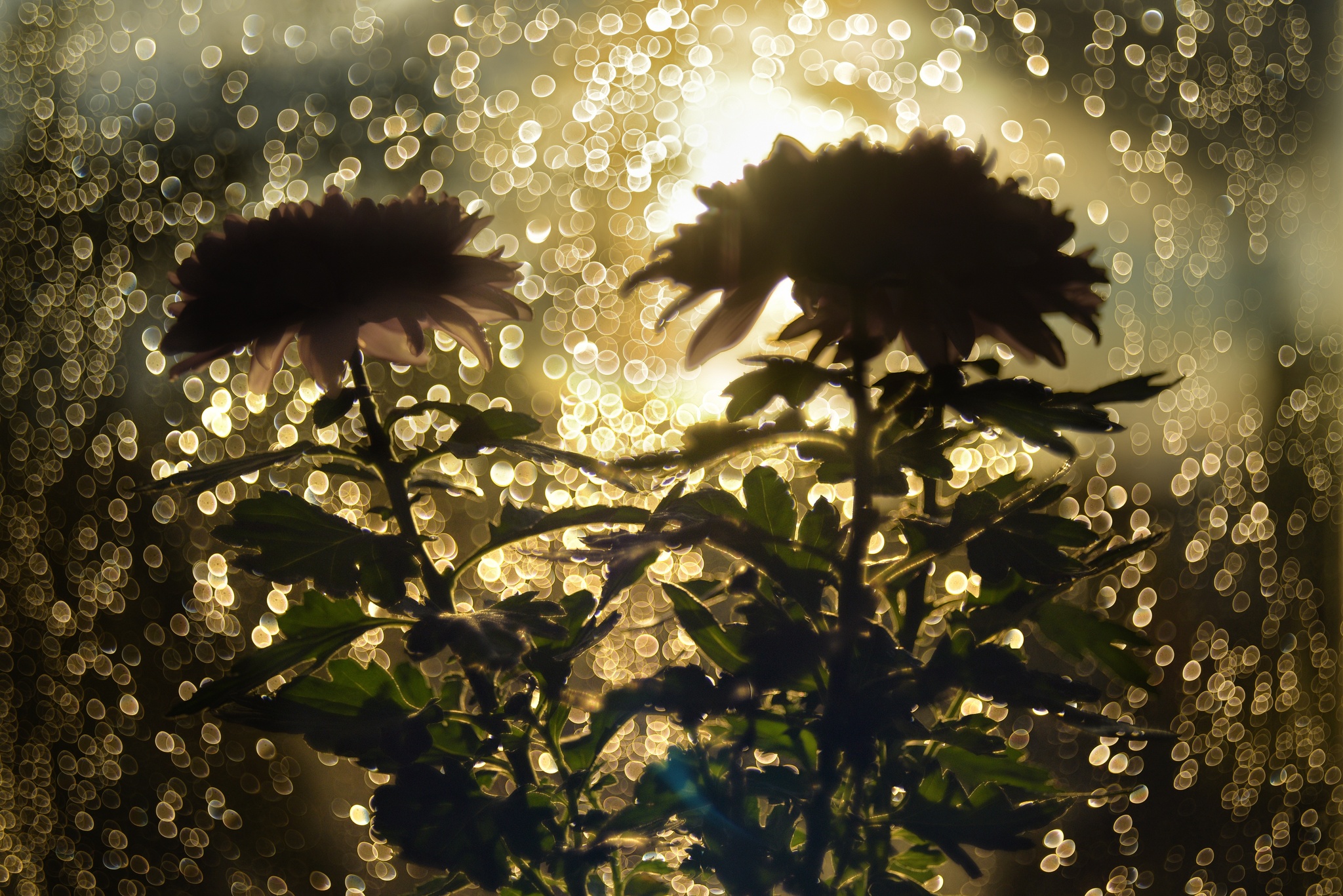 Rain and sunset - My, The photo, Flowers, Drops