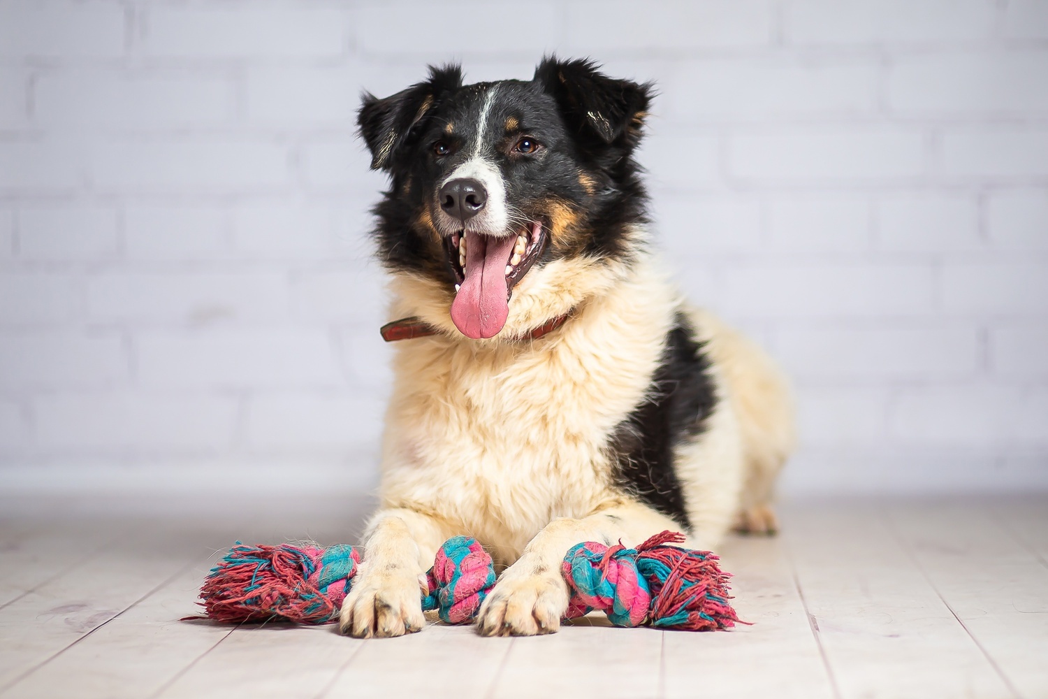 Tyson is handsome and kind, but homeless - Dog, Dog lovers, Homeless animals, Shelter, Overexposure, Training, Friend, In good hands, Moscow, Moscow region, Volunteering, Good league, Kindness, Longpost