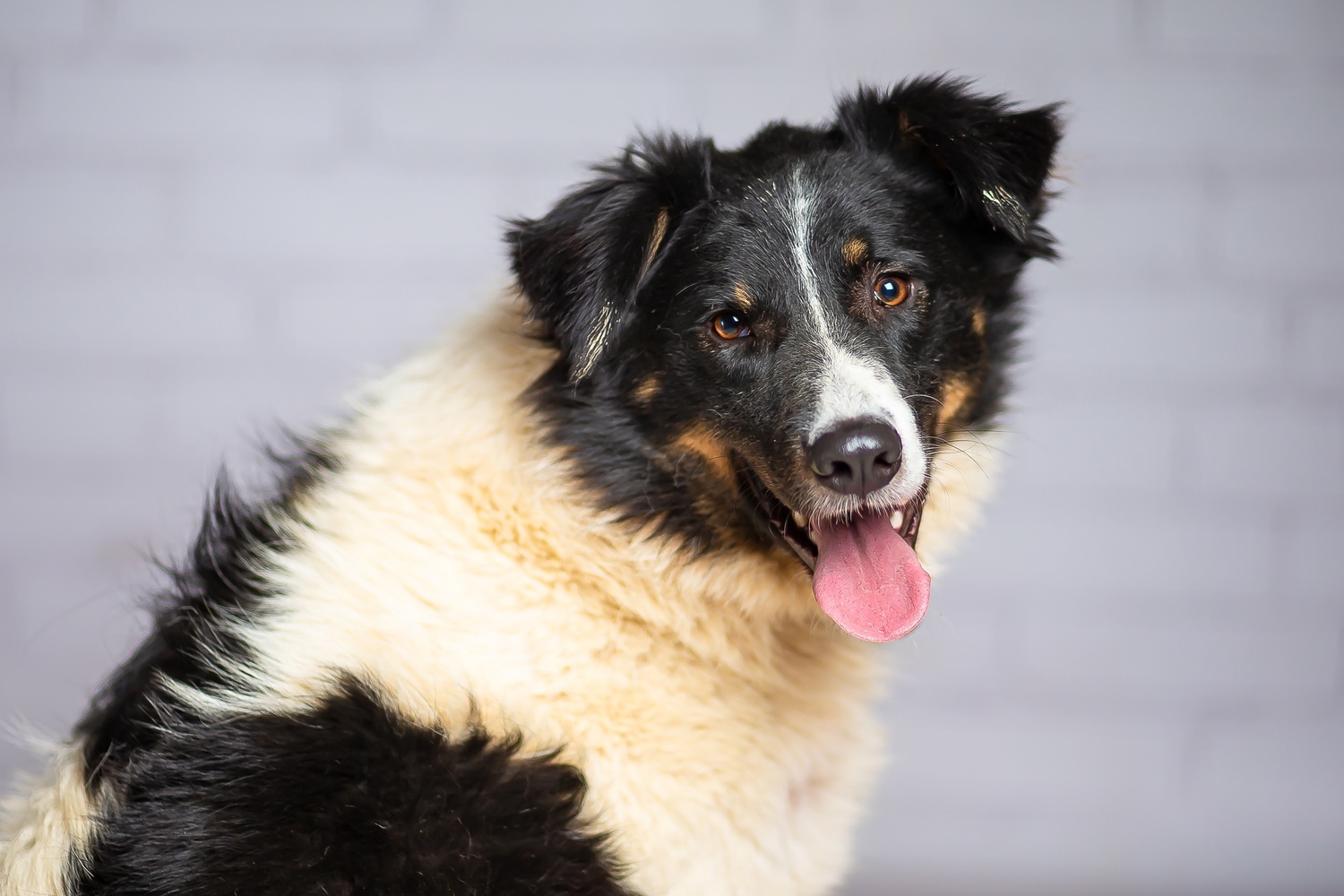 Tyson is handsome and kind, but homeless - Dog, Dog lovers, Homeless animals, Shelter, Overexposure, Training, Friend, In good hands, Moscow, Moscow region, Volunteering, Good league, Kindness, Longpost