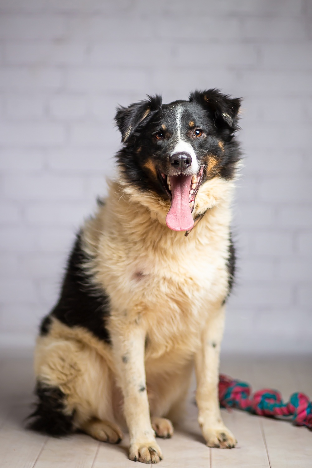 Tyson is handsome and kind, but homeless - Dog, Dog lovers, Homeless animals, Shelter, Overexposure, Training, Friend, In good hands, Moscow, Moscow region, Volunteering, Good league, Kindness, Longpost