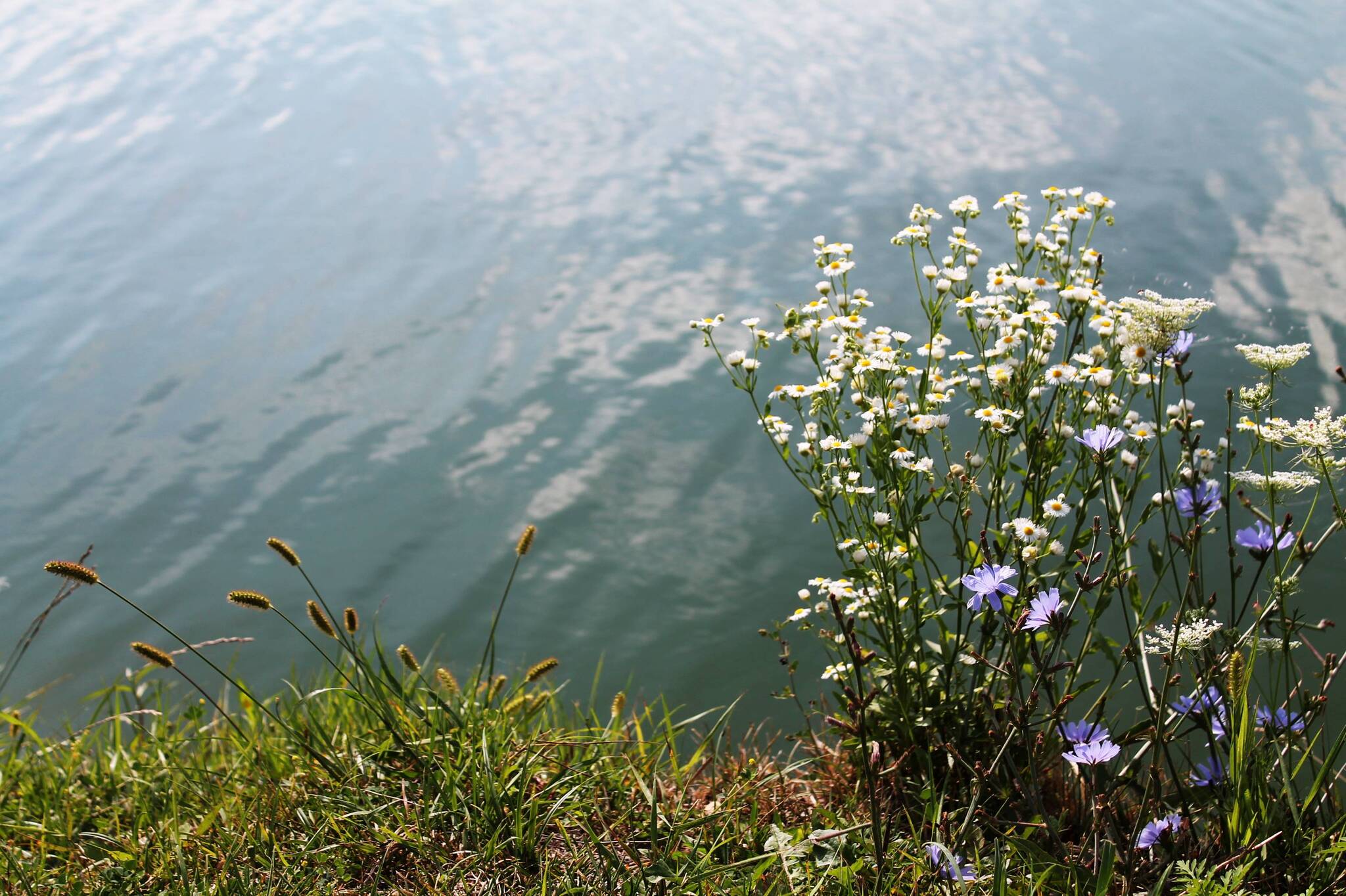 By the still water - My, The photo, Nature, River, Chamomile, Morning, Good morning