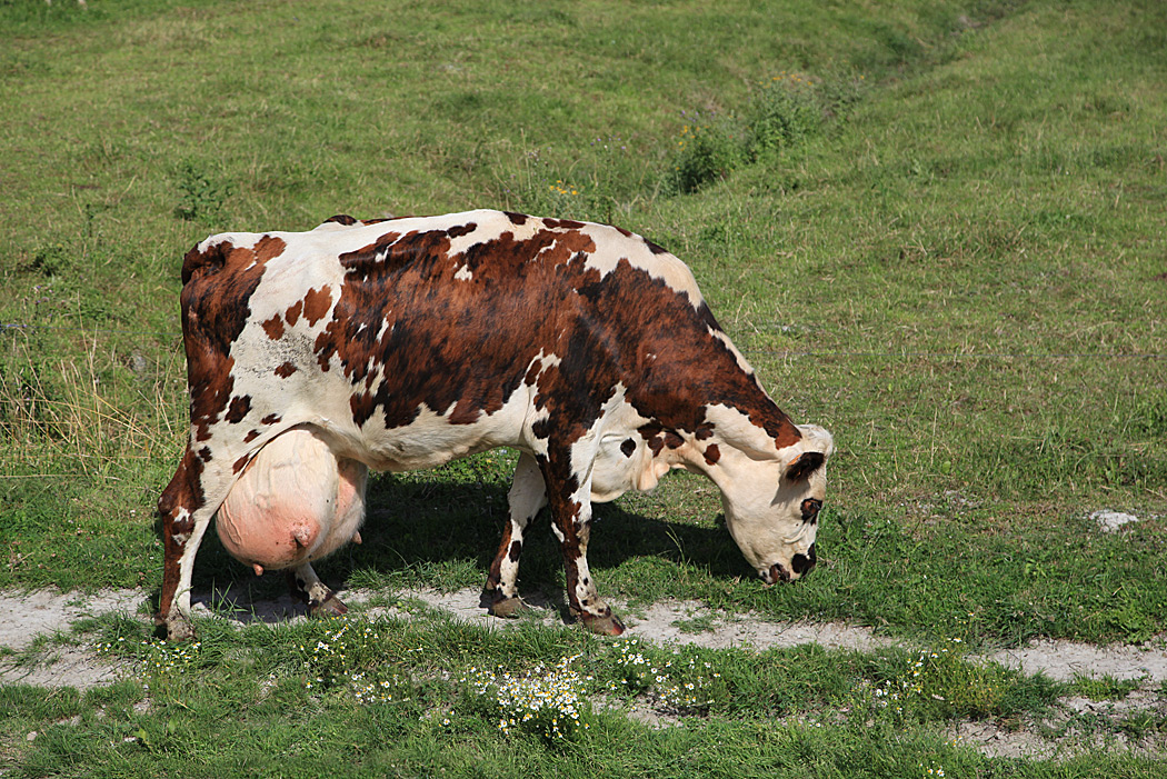 Udder: Ever wonder how weird this organ is? There's a story to tell - Udder, Cow, Animals, Yandex Zen, Yandex Zen (link), Longpost