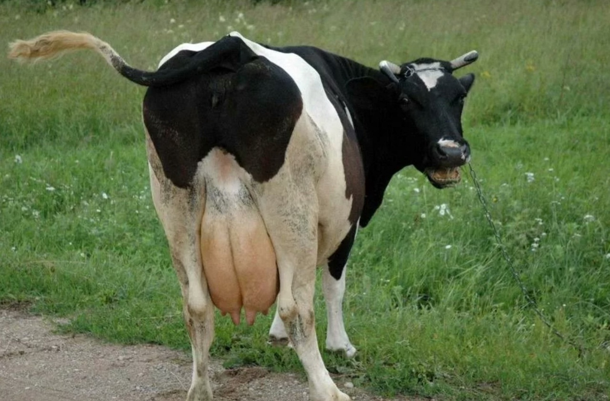 Udder: Ever wonder how weird this organ is? There's a story to tell - Udder, Cow, Animals, Yandex Zen, Yandex Zen (link), Longpost