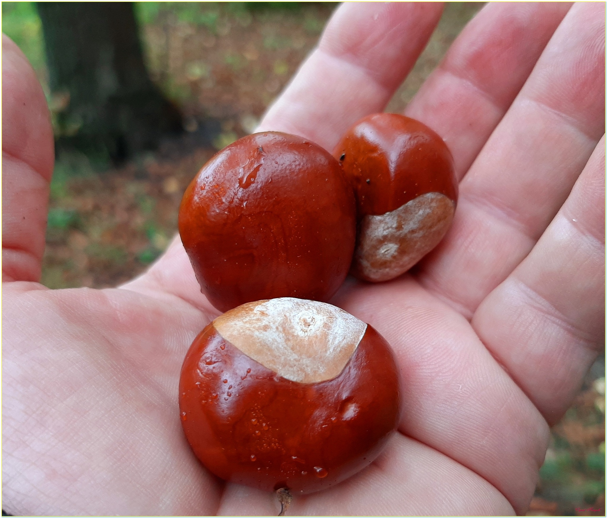 Chestnuts - My, The photo, Nature, Horse chestnut