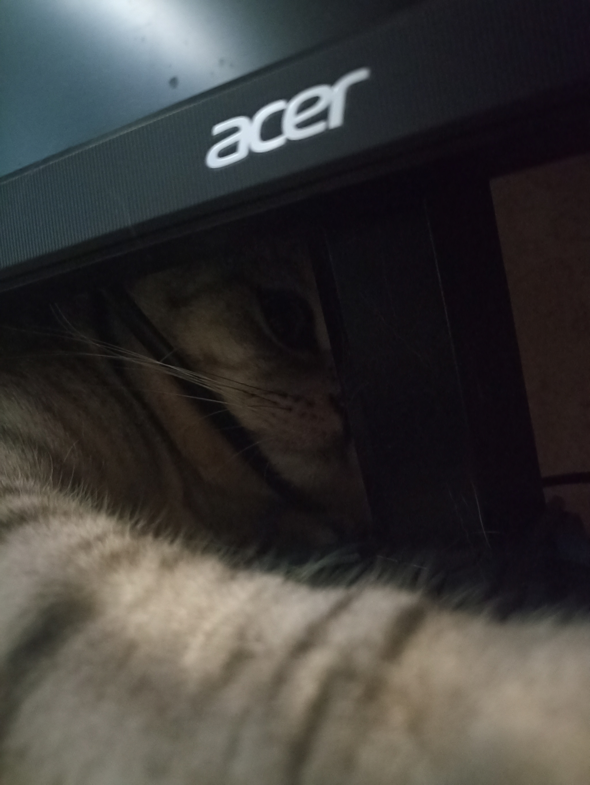 How to stop a cat from climbing behind a monitor? - Question, Ask Peekaboo, Pets, cat, Монитор, Longpost