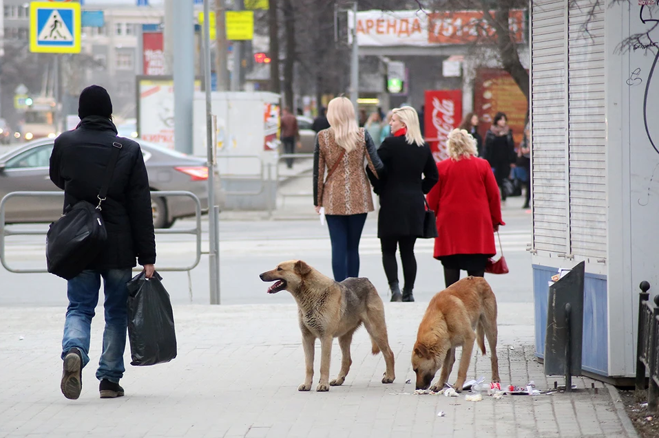 Dog question: will regions start killing stray animals - Stray dogs, TVNZ, VKontakte (link), Longpost