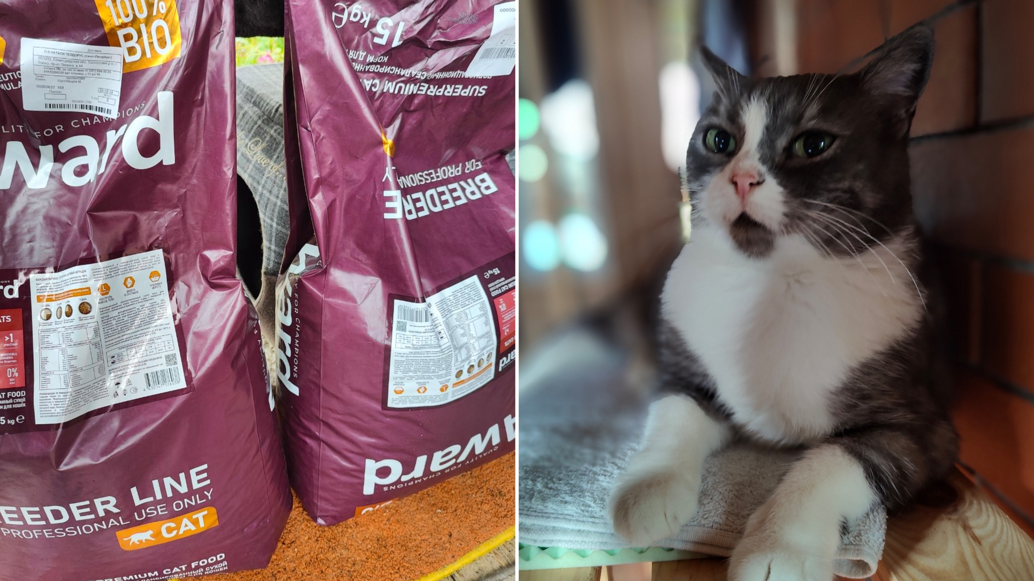 I spend your donations. 30 kg of food for rescued cats (8670 rubles) - My, cat, Animal Rescue, Dacha, Donates to Peekaboo, Longpost