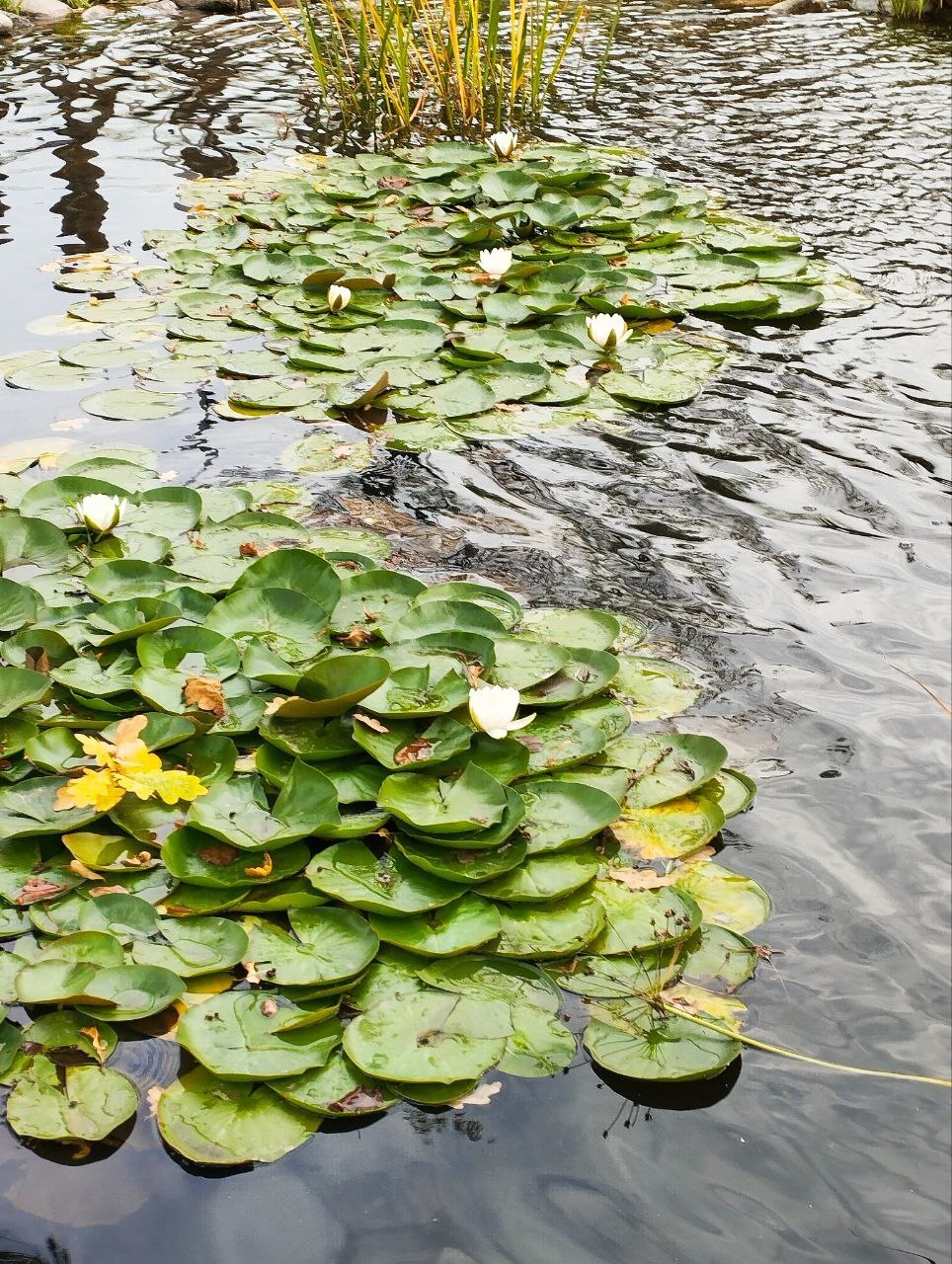 Water lilies - My, Crossposting, Pikabu publish bot, Water lily, Flowers