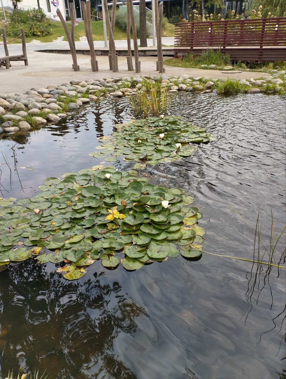 Water lilies - My, Crossposting, Pikabu publish bot, Water lily, Flowers