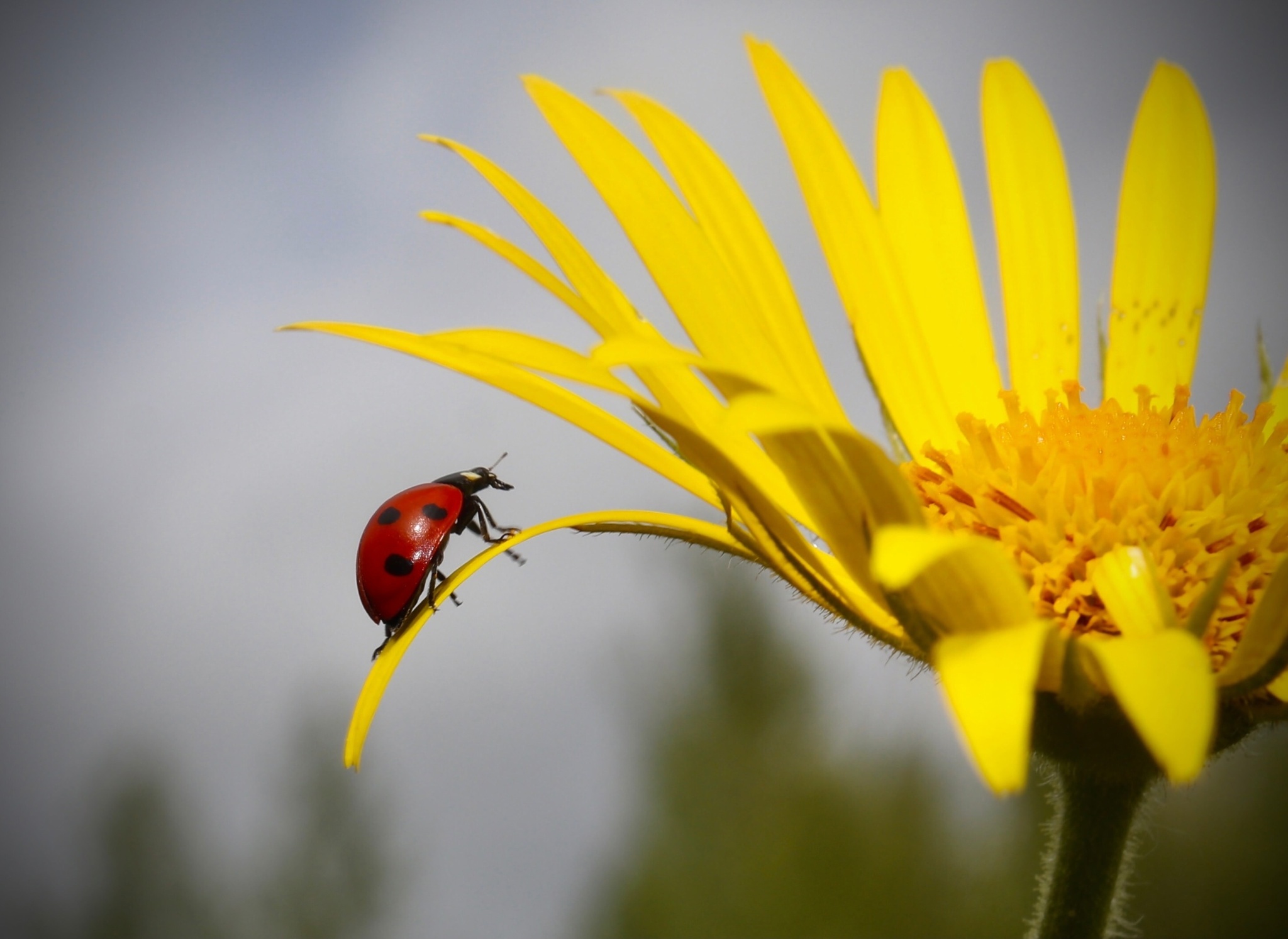 The World Through Mom's Lens. A Selection of Photos with Animals and Insects - My, Animals, Tit, Horses, ladybug, Butterfly, The photo, Squirrel, Poodle, Longpost