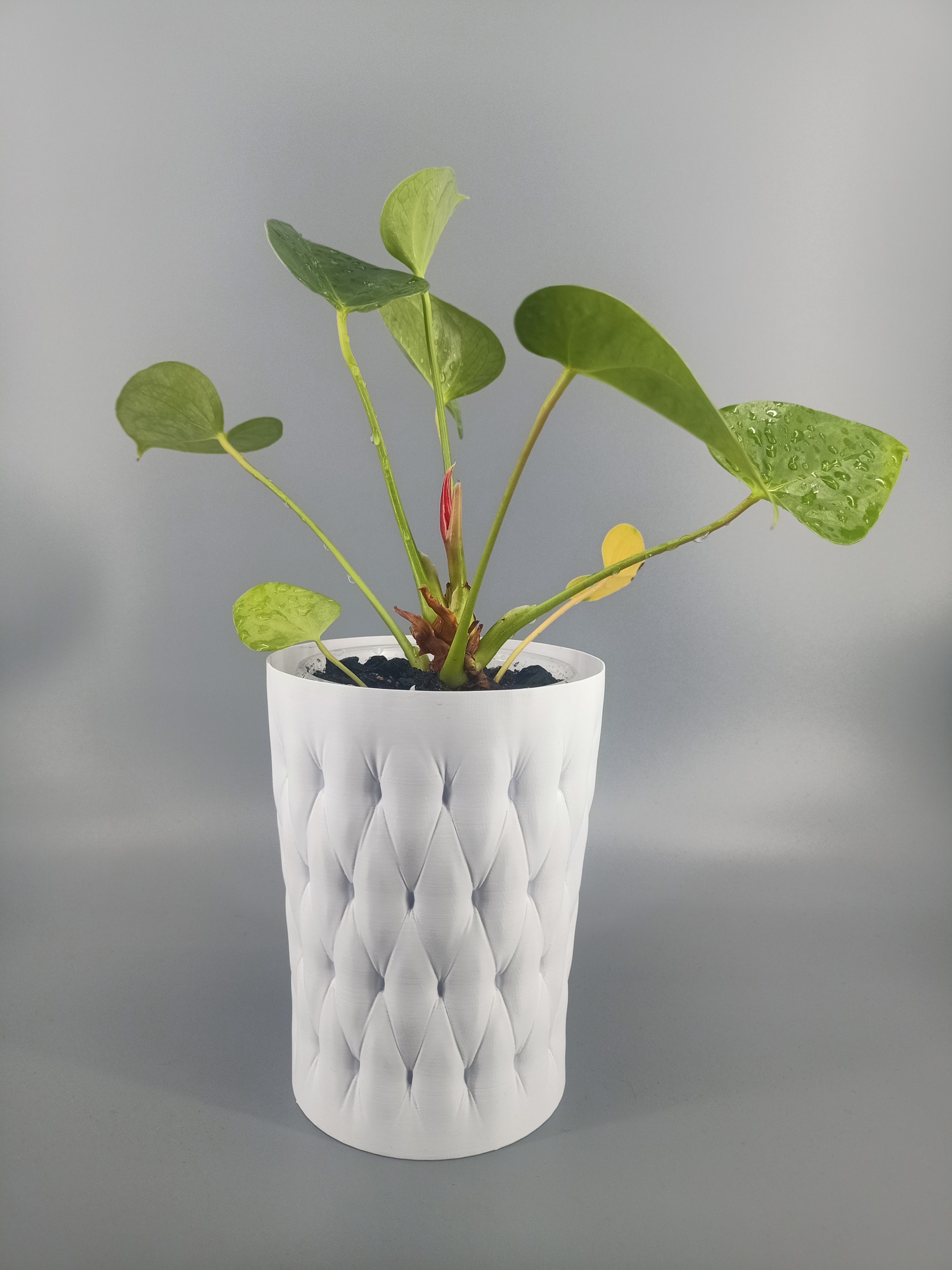 Flowerpot for a disposable cup with a capacity of 0.5 l - My, Plant pot, Houseplants, Decor, 3D печать, Anthurium, Video, Soundless, Vertical video, Longpost