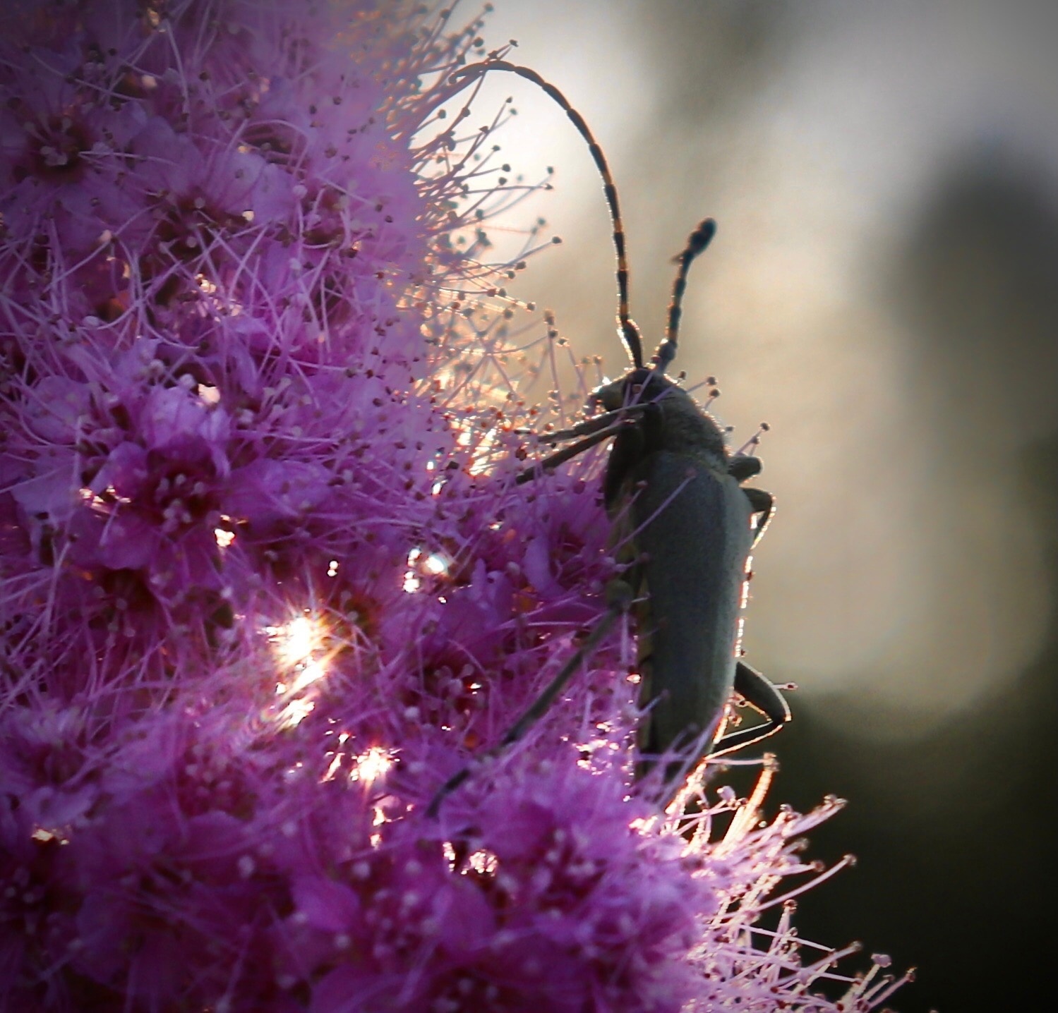 The World Through Mom's Lens. A Selection of Photos with Animals and Insects - My, Animals, Tit, Horses, ladybug, Butterfly, The photo, Squirrel, Poodle, Longpost