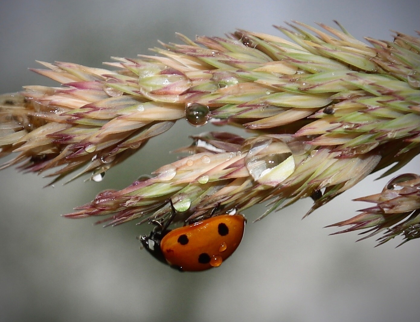 The World Through Mom's Lens. A Selection of Photos with Animals and Insects - My, Animals, Tit, Horses, ladybug, Butterfly, The photo, Squirrel, Poodle, Longpost