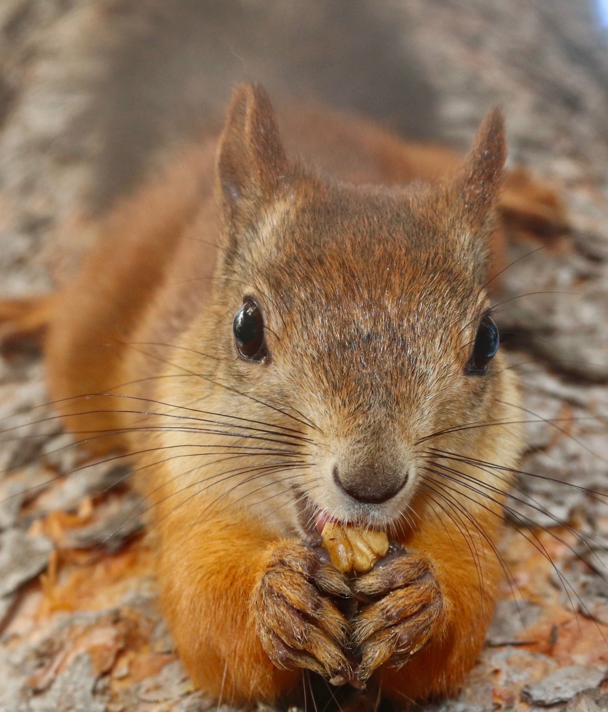 The World Through Mom's Lens. A Selection of Photos with Animals and Insects - My, Animals, Tit, Horses, ladybug, Butterfly, The photo, Squirrel, Poodle, Longpost