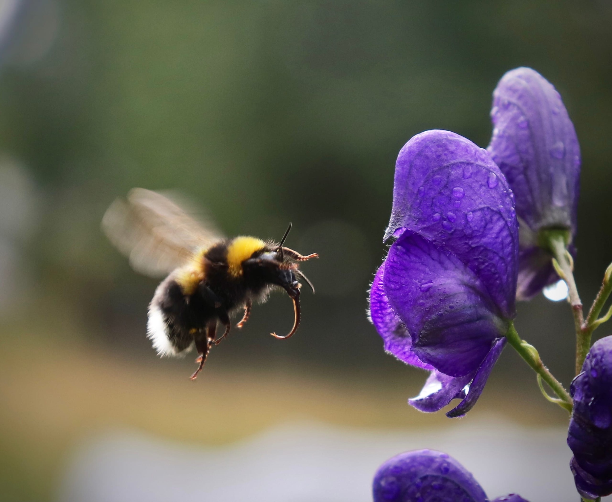 The World Through Mom's Lens. A Selection of Photos with Animals and Insects - My, Animals, Tit, Horses, ladybug, Butterfly, The photo, Squirrel, Poodle, Longpost