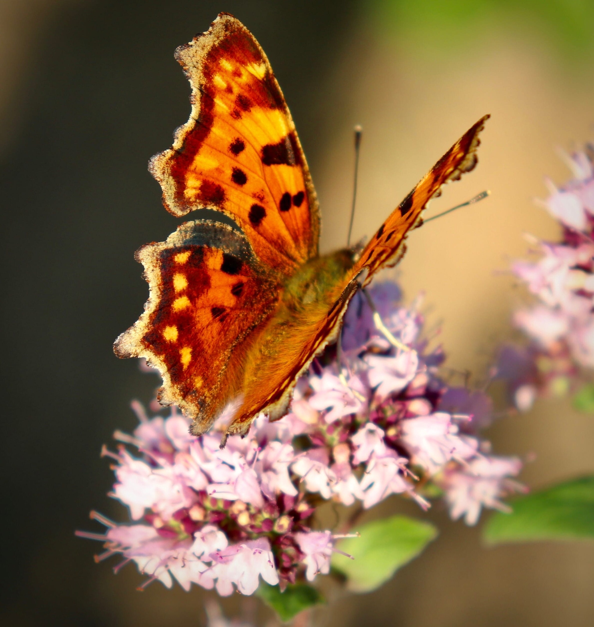 The World Through Mom's Lens. A Selection of Photos with Animals and Insects - My, Animals, Tit, Horses, ladybug, Butterfly, The photo, Squirrel, Poodle, Longpost