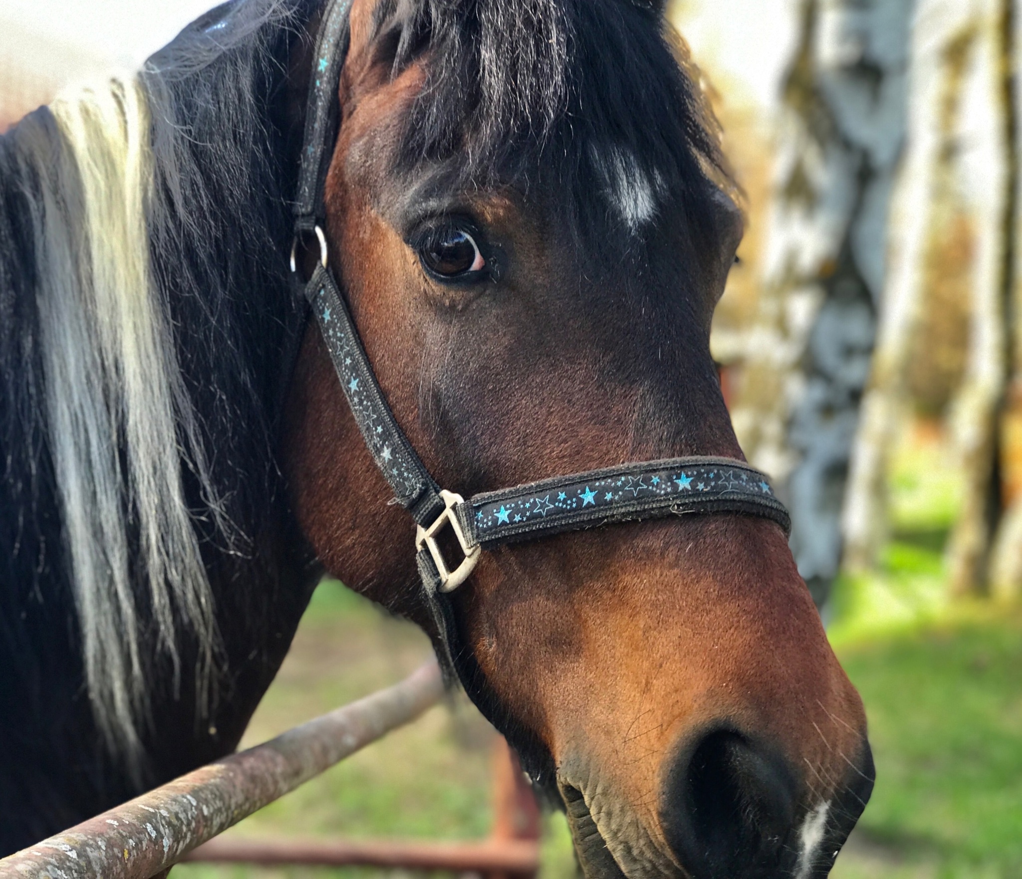 The World Through Mom's Lens. A Selection of Photos with Animals and Insects - My, Animals, Tit, Horses, ladybug, Butterfly, The photo, Squirrel, Poodle, Longpost