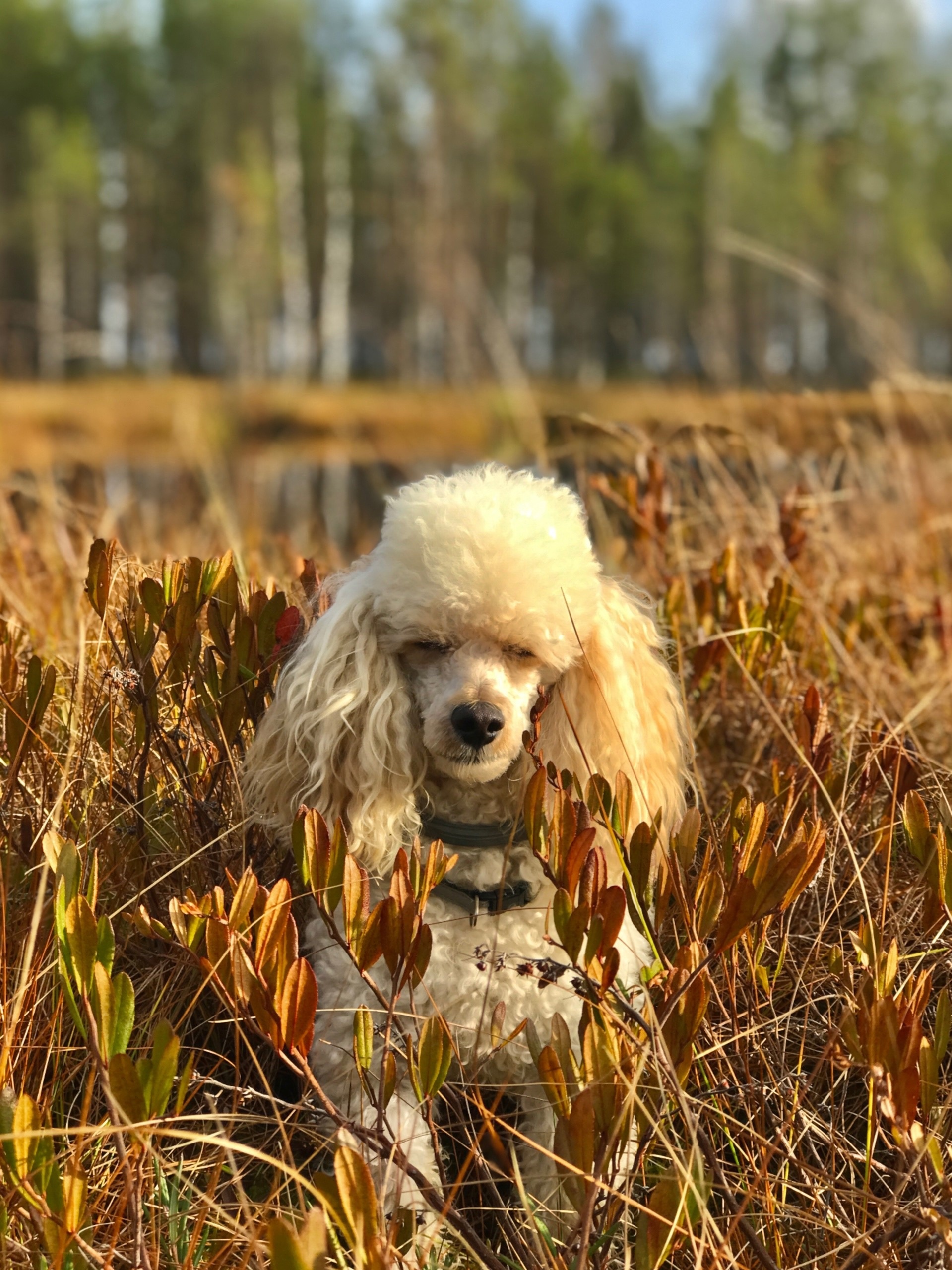 The World Through Mom's Lens. A Selection of Photos with Animals and Insects - My, Animals, Tit, Horses, ladybug, Butterfly, The photo, Squirrel, Poodle, Longpost