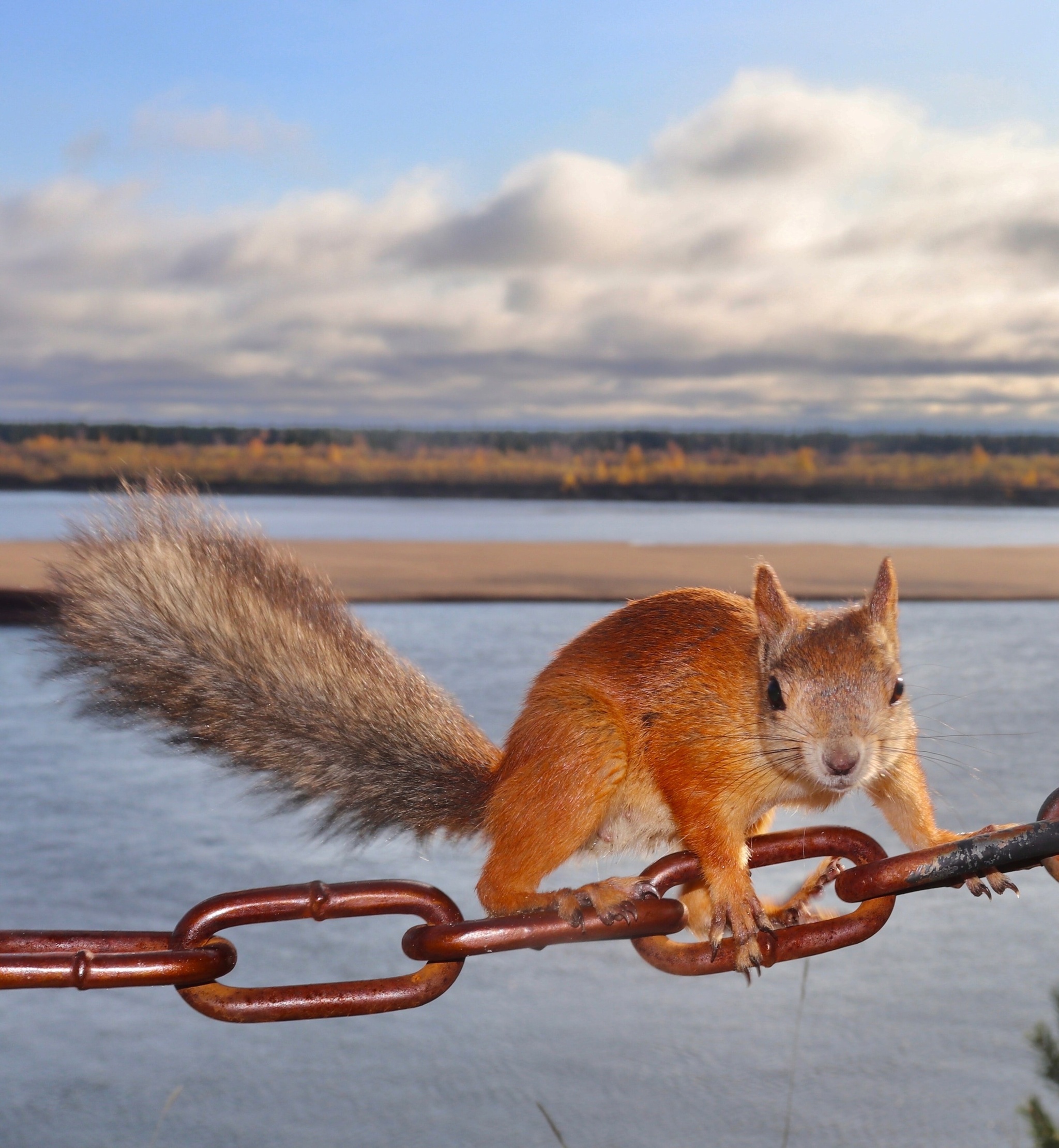 The World Through Mom's Lens. A Selection of Photos with Animals and Insects - My, Animals, Tit, Horses, ladybug, Butterfly, The photo, Squirrel, Poodle, Longpost