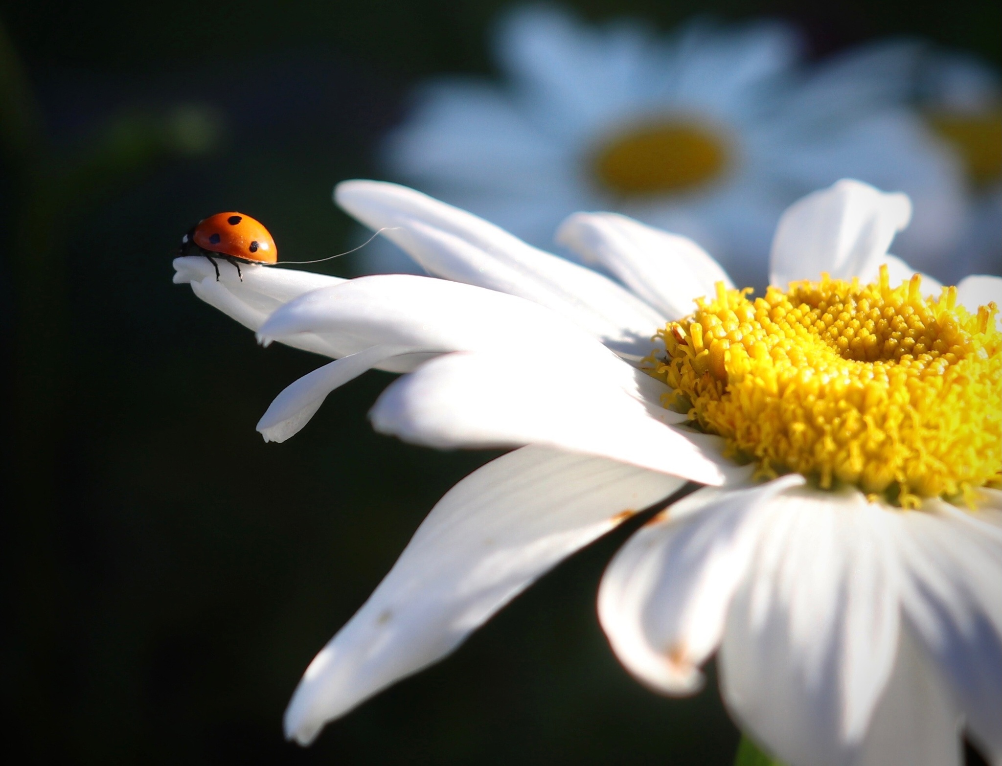 The World Through Mom's Lens. A Selection of Photos with Animals and Insects - My, Animals, Tit, Horses, ladybug, Butterfly, The photo, Squirrel, Poodle, Longpost