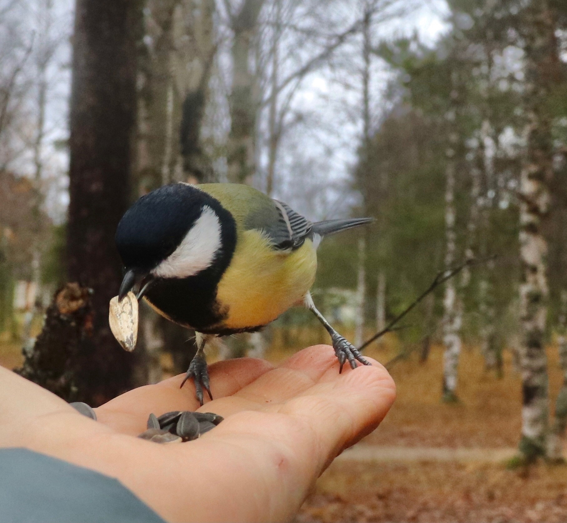 The World Through Mom's Lens. A Selection of Photos with Animals and Insects - My, Animals, Tit, Horses, ladybug, Butterfly, The photo, Squirrel, Poodle, Longpost