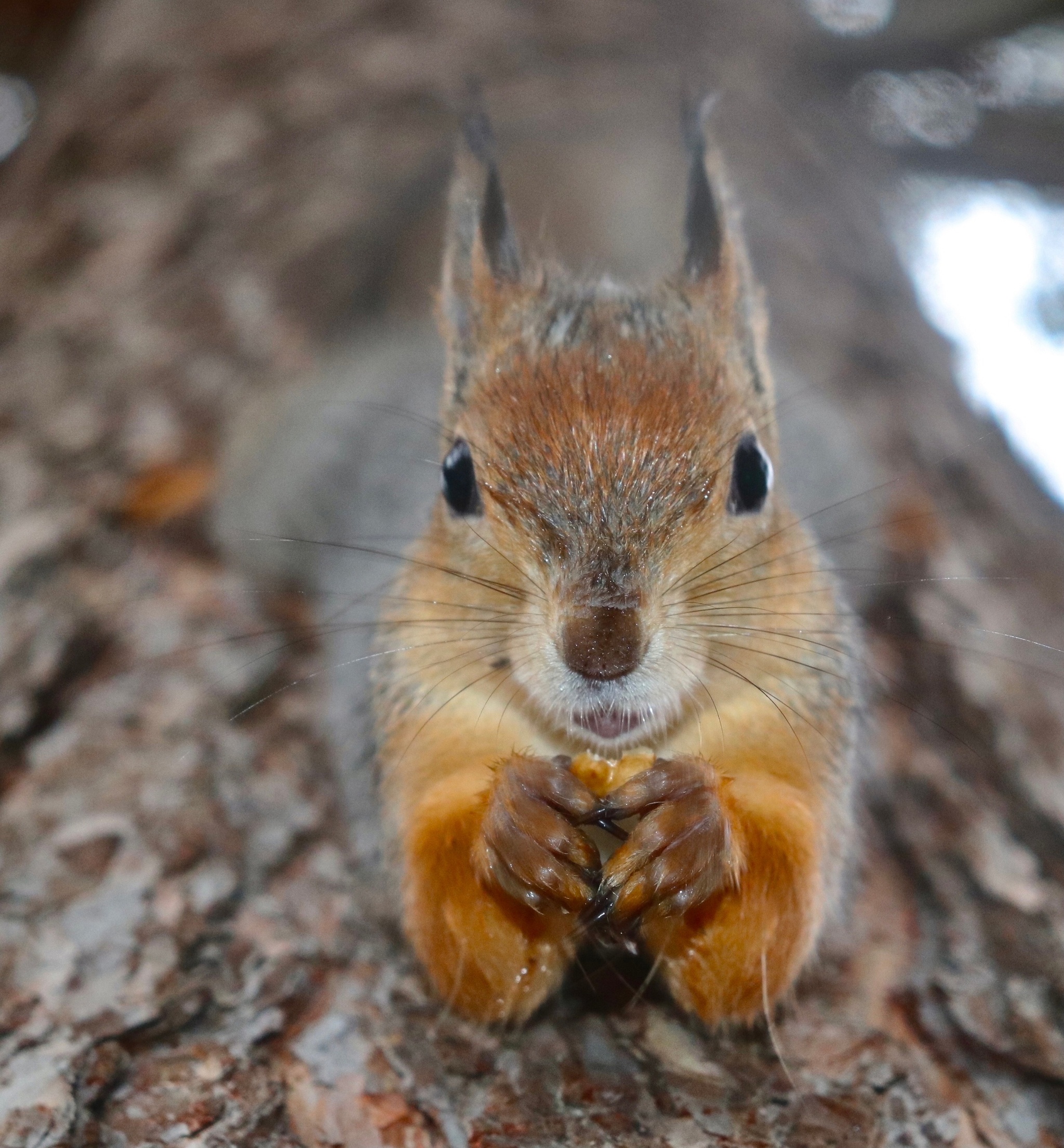 The World Through Mom's Lens. A Selection of Photos with Animals and Insects - My, Animals, Tit, Horses, ladybug, Butterfly, The photo, Squirrel, Poodle, Longpost