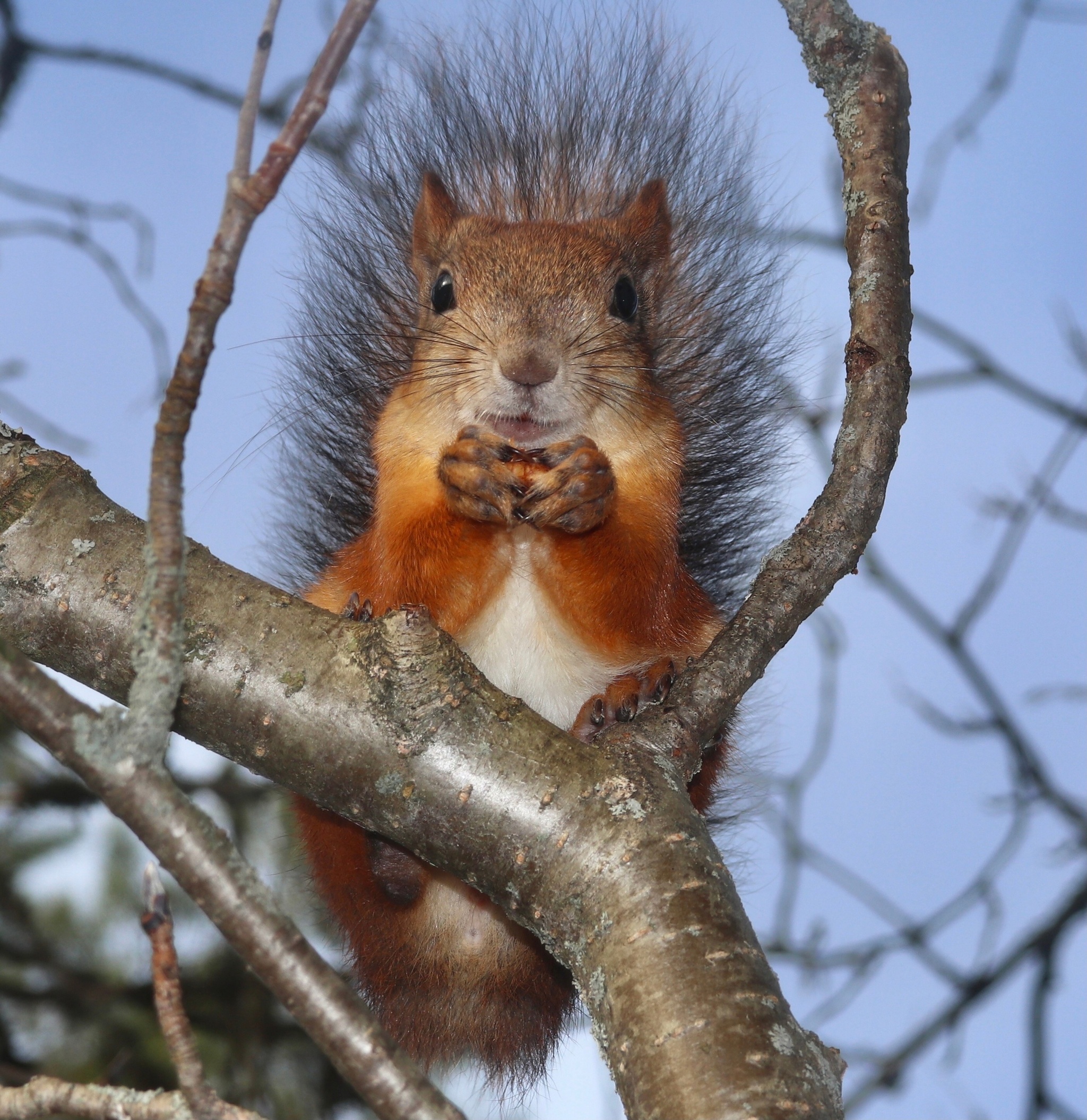 The World Through Mom's Lens. A Selection of Photos with Animals and Insects - My, Animals, Tit, Horses, ladybug, Butterfly, The photo, Squirrel, Poodle, Longpost